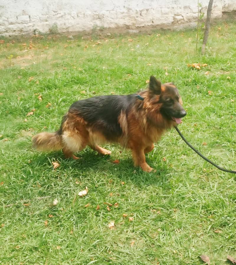 German Shepherds 1