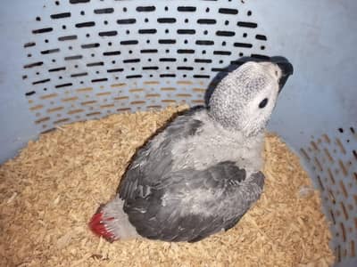 congo grey paroot baby03152248124