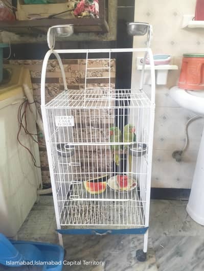 Raw parrot pair+ pinjra