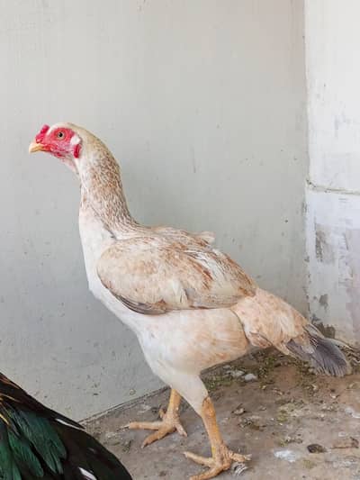 Aseel murgi for sale.