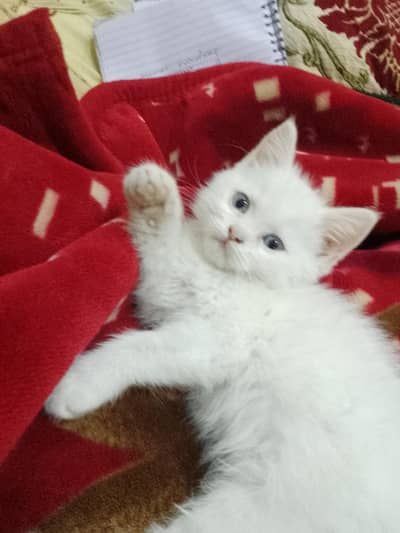 triple coat persian kitten