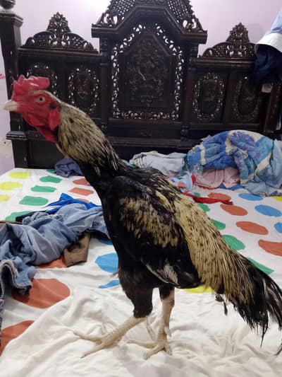 Aseel murga pure long height
