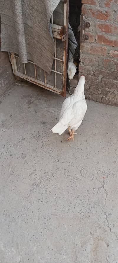 Heera madi for sell