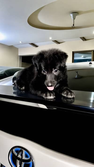 Black Female triple coat champion bloodline