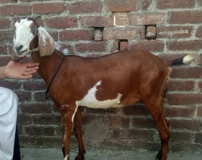 Khubsurat teddy bakri