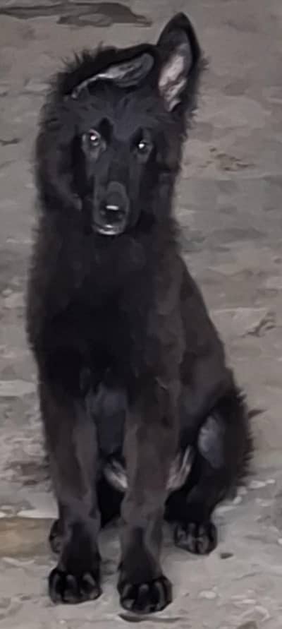 long cort german shepherd female puppy for sale