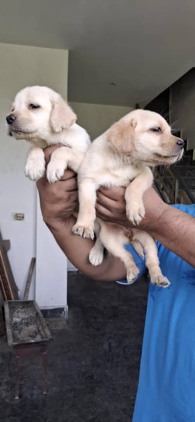 labrador females puppies for sale