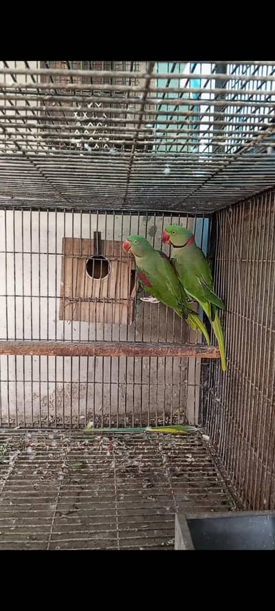 Kashmiri/Pahari Breeder fertile pair for sale