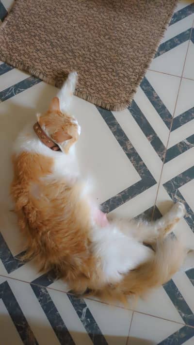 White and brown CAT