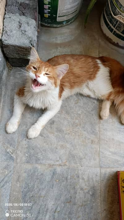 cat sell krni Hy interested people contact me