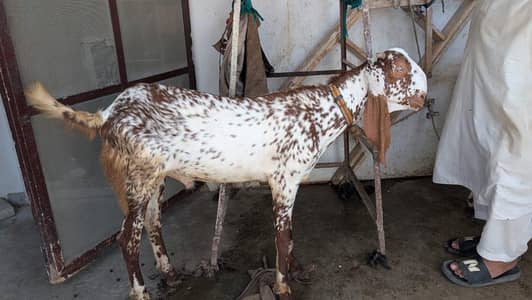 Punjab Goats for sale