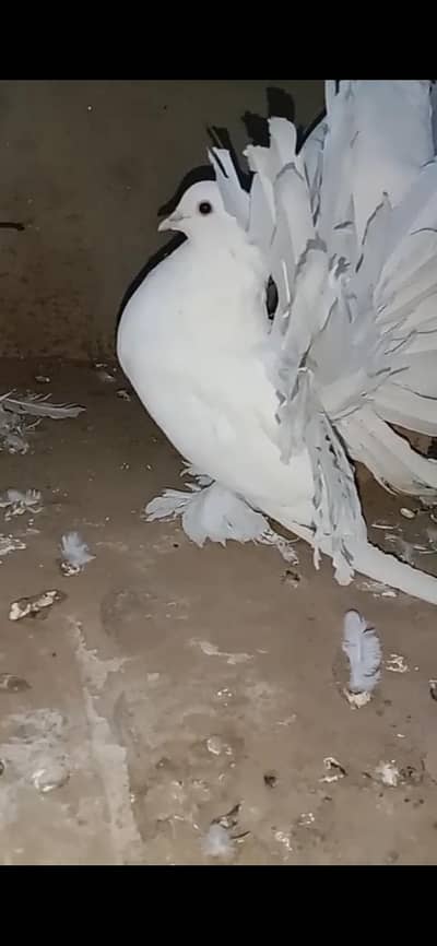 Lucky kabootar pair for sale