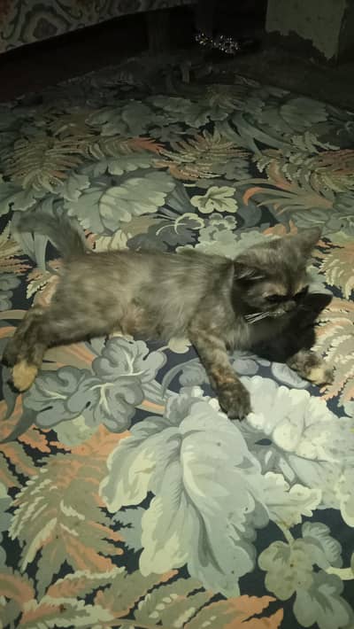 Home breed Persian cat