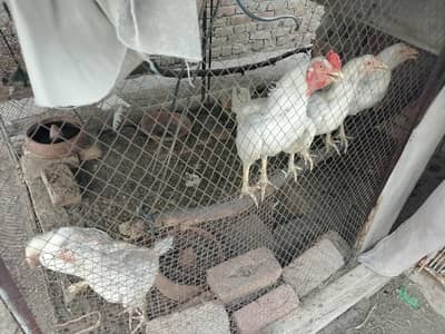 Paper white young aseel heera pair