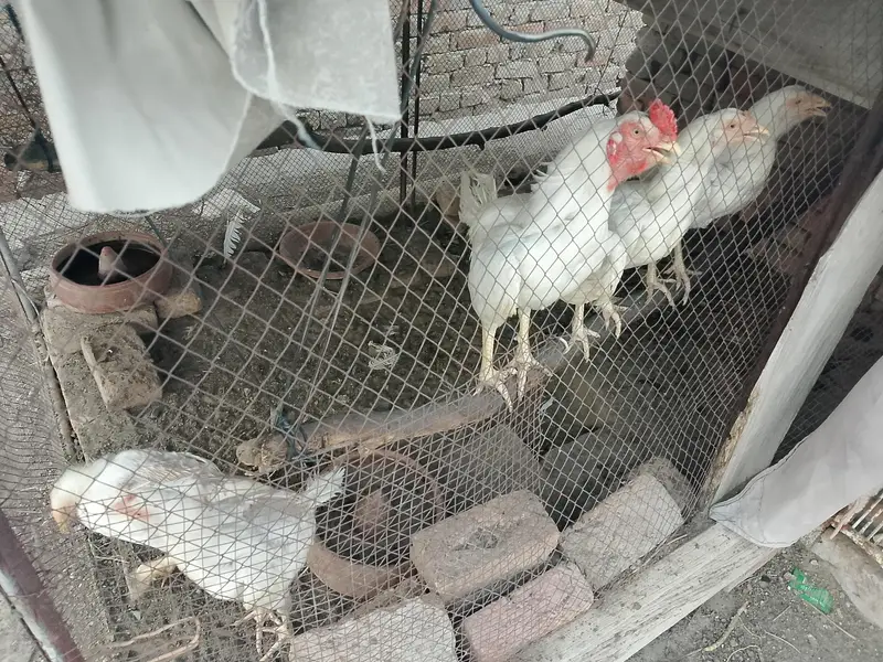 Paper white young aseel heera male — photo 2