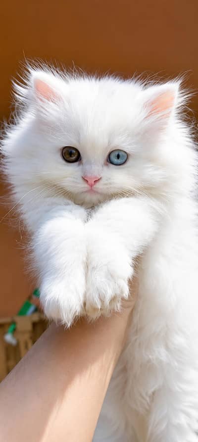 odd eye kitten