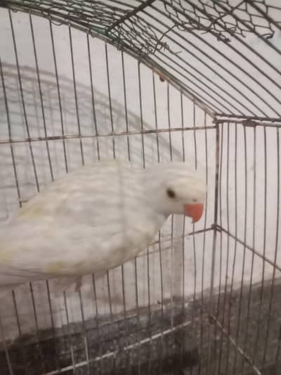 cremeno ringneck self patha for sale