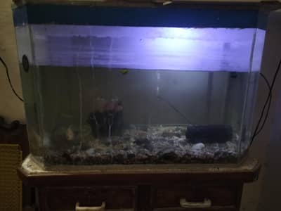 Fish with Corian