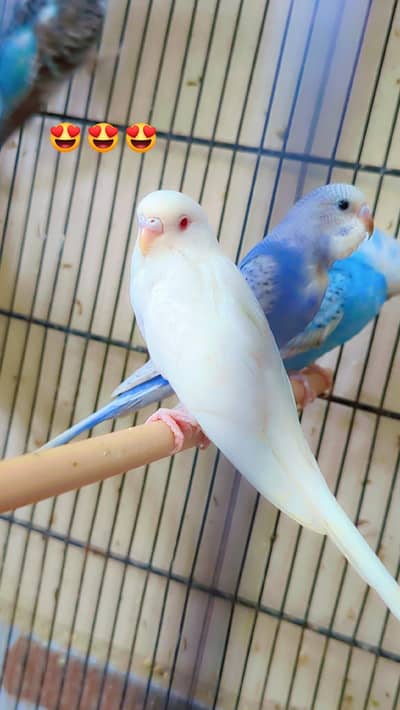 black wing split to split pair tcb pair