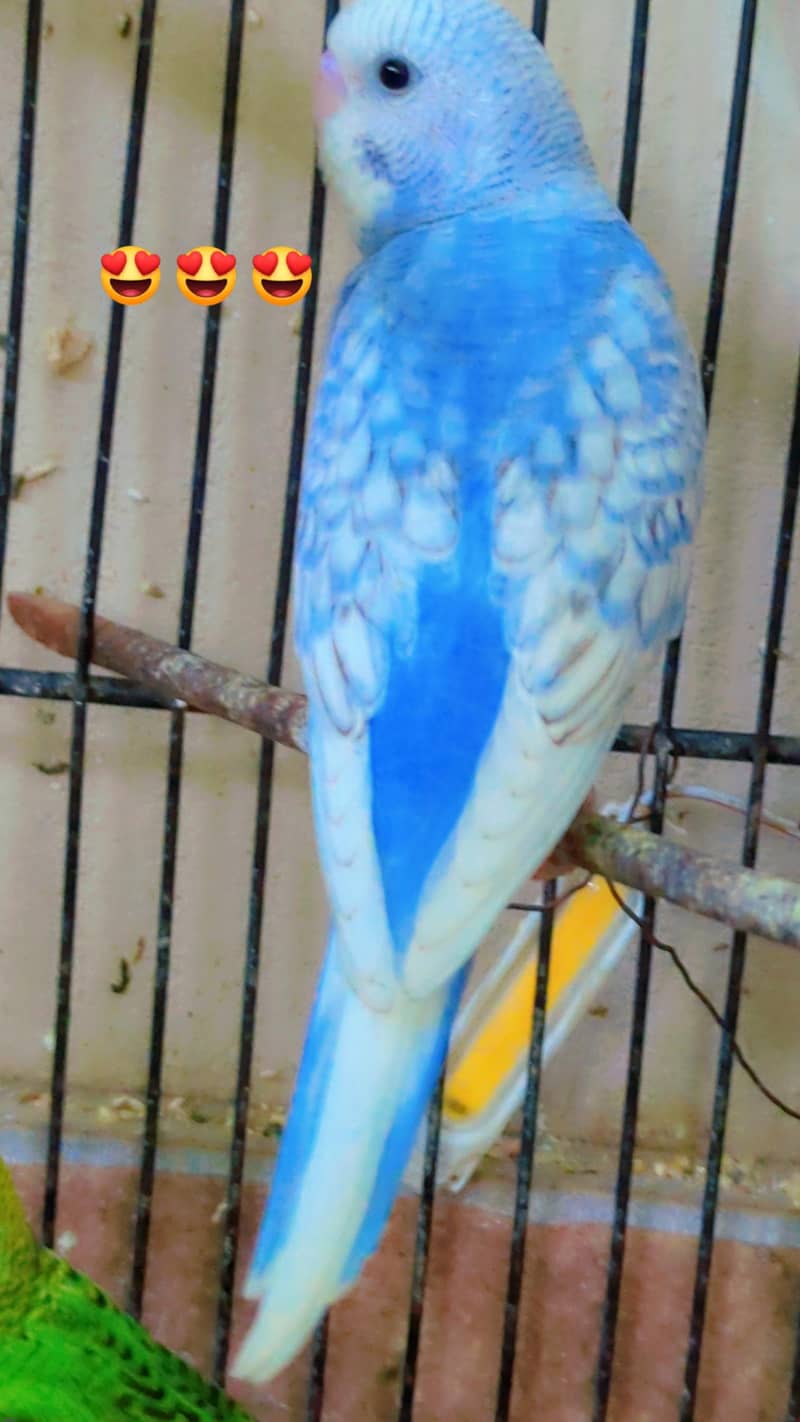 black wing split to split pair tcb pair 3