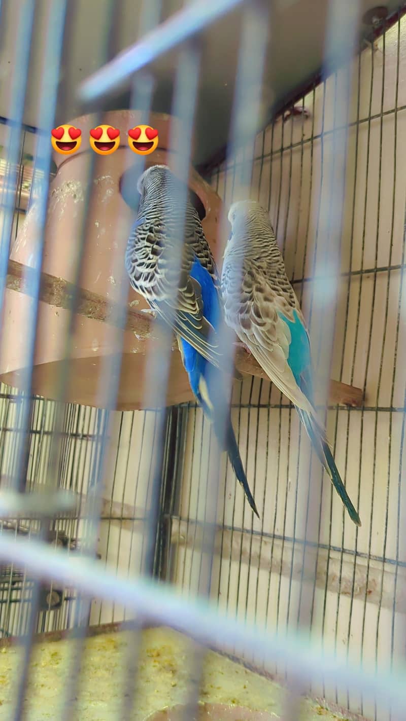 black wing split to split pair tcb pair 4
