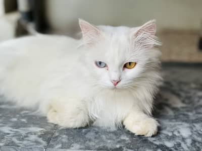 Persion cat for sale