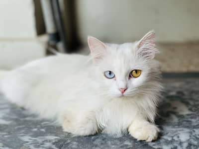Cat for sale