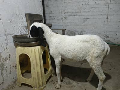 dumba for sale