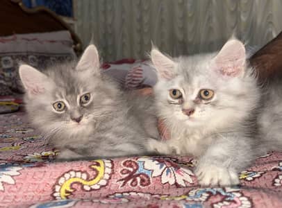 Triple coat 2 male kittens for sale color (sliver grey smoke grey)