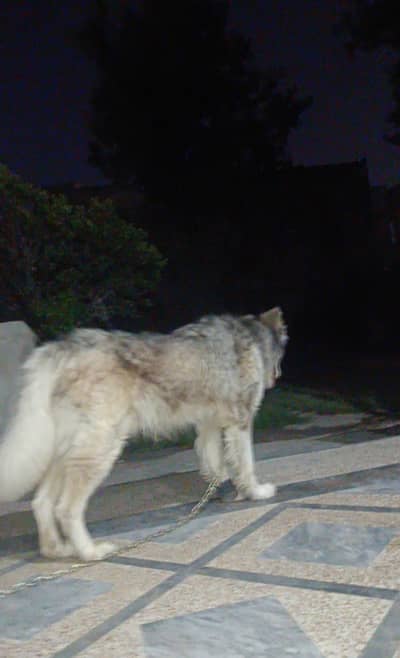 Siberian Husky For Sale/Non Pedigree/Urgent sale