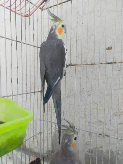 Grey cocktail bird pair for sale