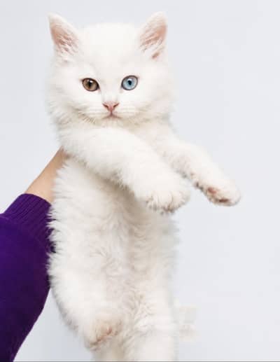 odd eye beautiful kitten