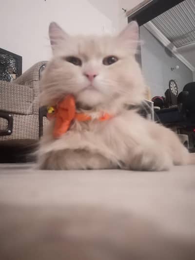 4 months Persian kitten For sale