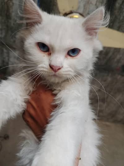 white Persian triple coated kitten with blue eyes
