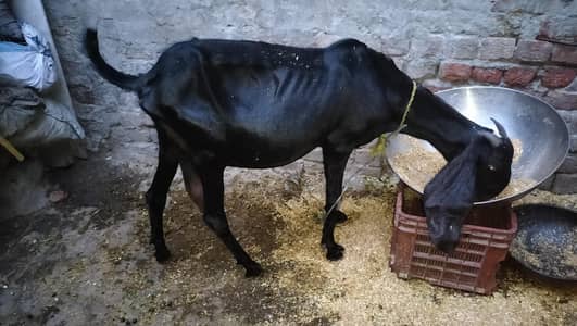 Betal goat
