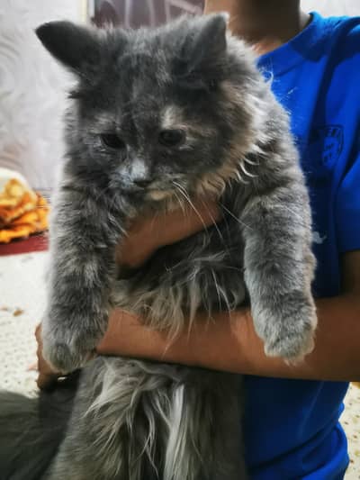 persian kitten gray color