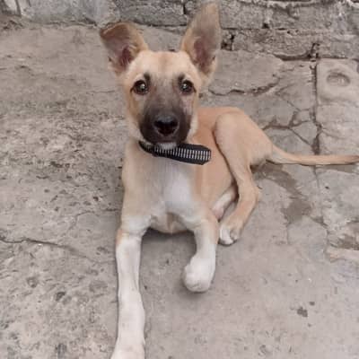 Shepherd Bhagyari dog