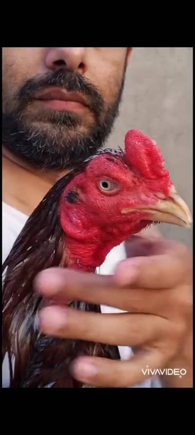 Aseel murga and cage for sale