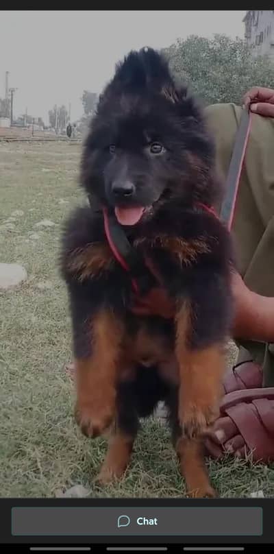 German Shepherd puppies and active vip pure breed Whatsapp 03410623551