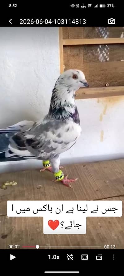 Chenna Pigeon Bhai Jan Mil jaye ga Ult Bazi bhi mrta ha . .