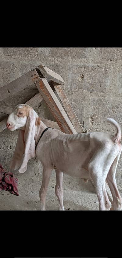 Gulabi bakri with male kid