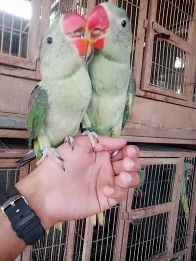 phahri self baby's/ 03156376925