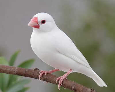 White Java Finch Healthy And Active Piece