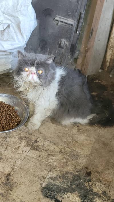 for sale male cat