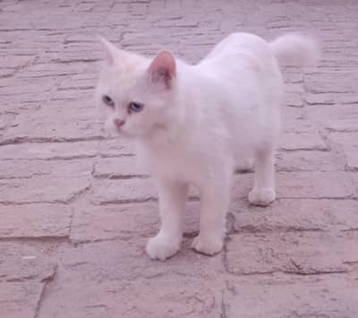 cats pair