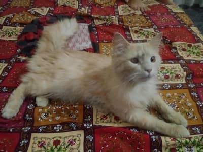 My Cat her name is Tom