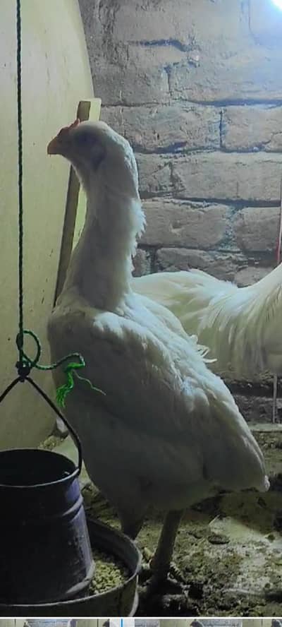 Pure white Qandhari breder female for sale