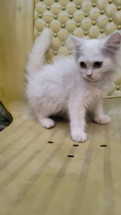 Persian kitten triple coat whatsapp (03451859409)