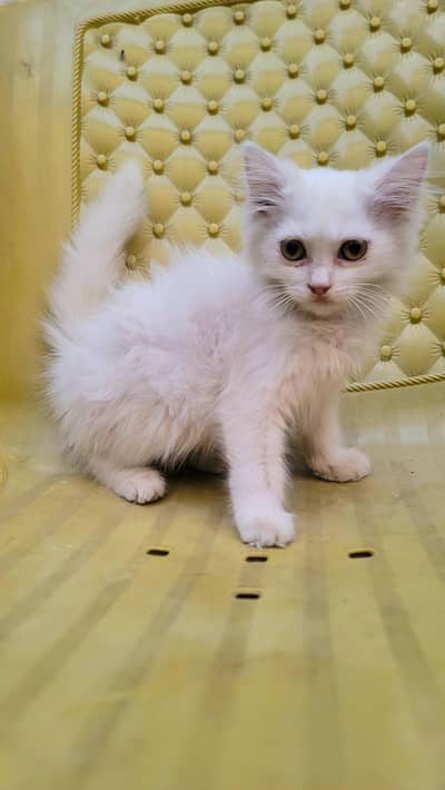Persian kitten Pair Male Female. whatsapp (03451859409)