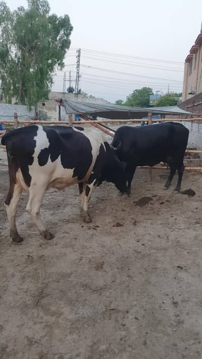 21 lakh 50 hazare  3 CROSS COWS